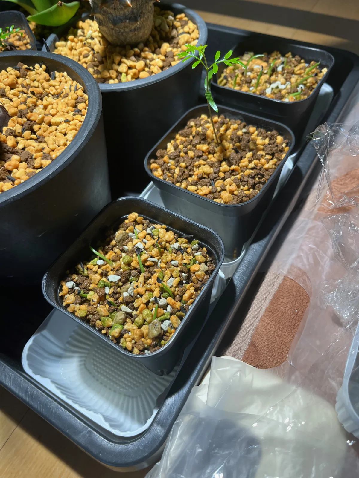 Agave titanota (アガベ チタノタ ドワーフ)