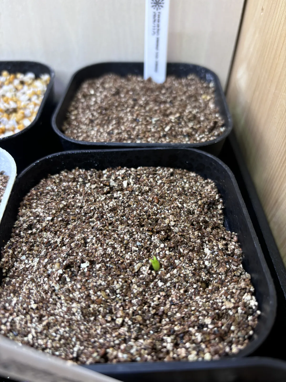 Euphorbia stellata (ユーフォルビア ステラータ 飛竜)