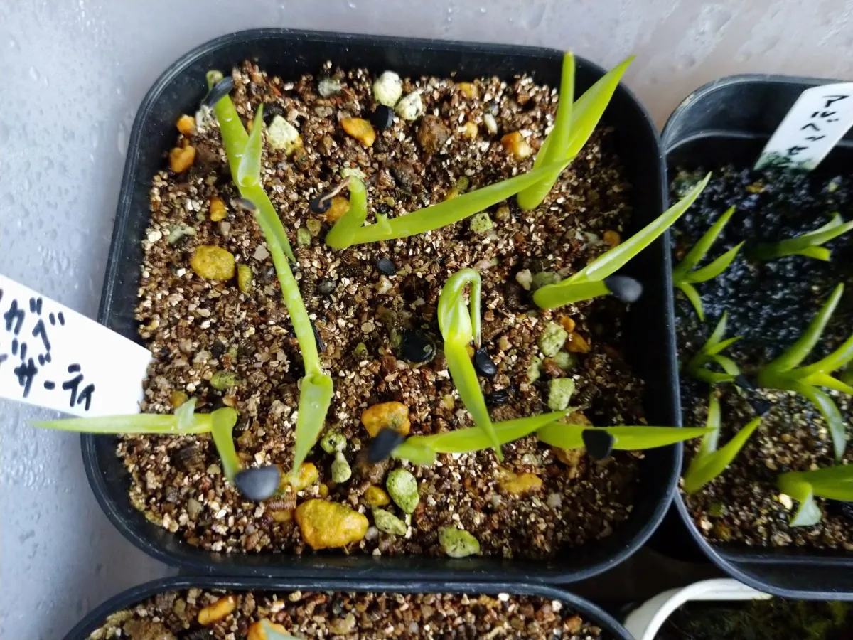 Agave deserti var. deserti (アガベ デザーティ)