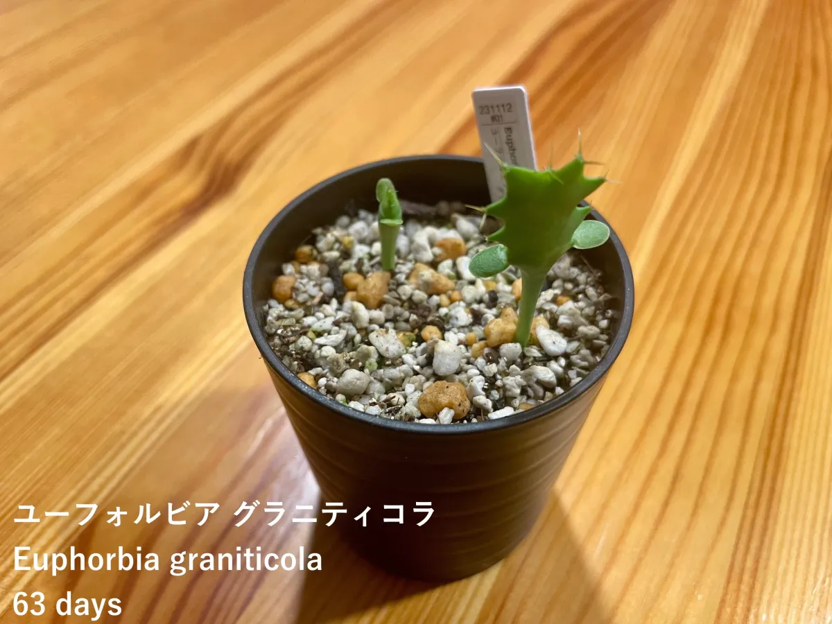 Euphorbia graniticola (ユーフォルビア グラニティコラ)