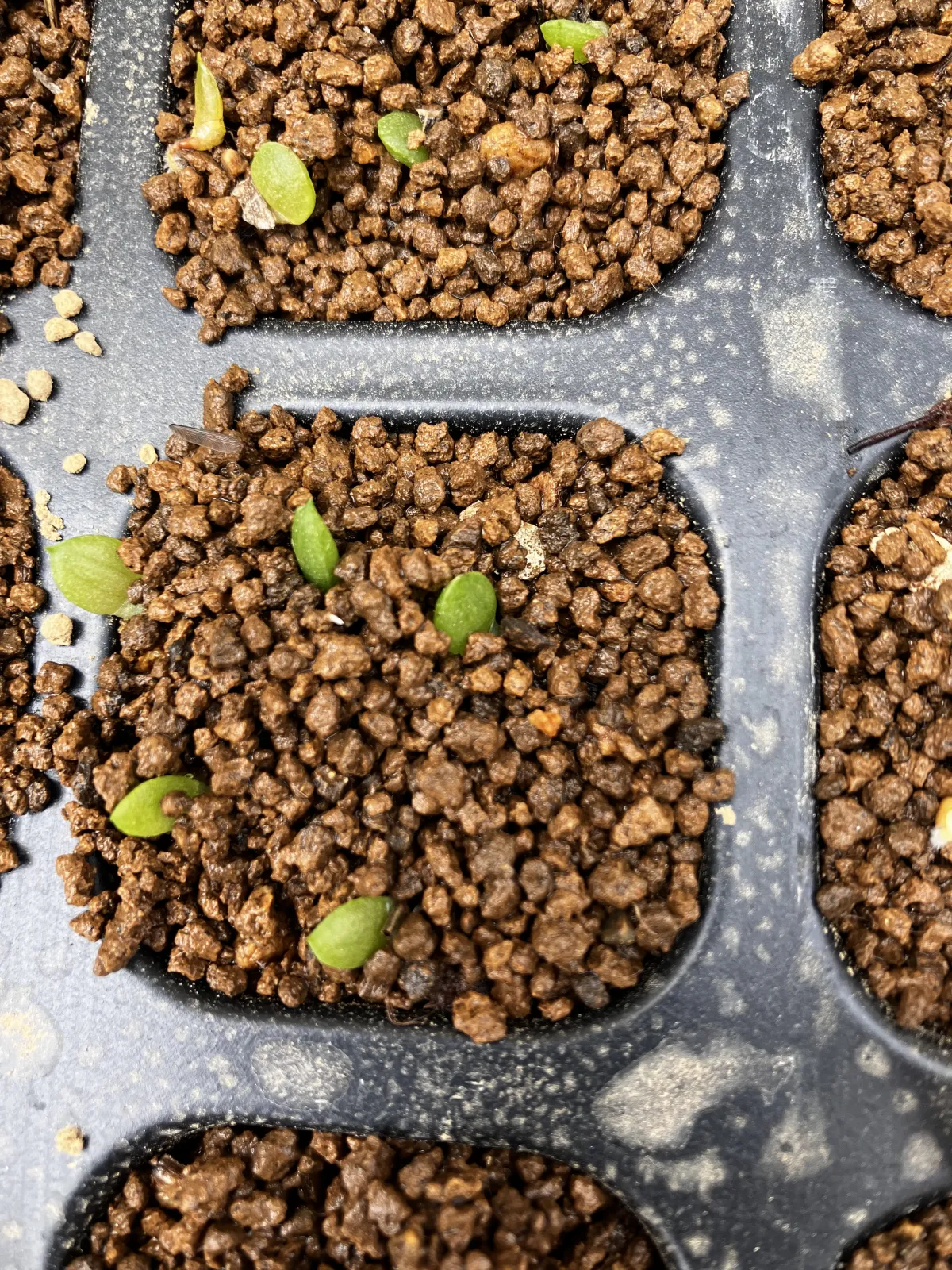Euphorbia stellata (ユーフォルビア ステラータ 飛竜)