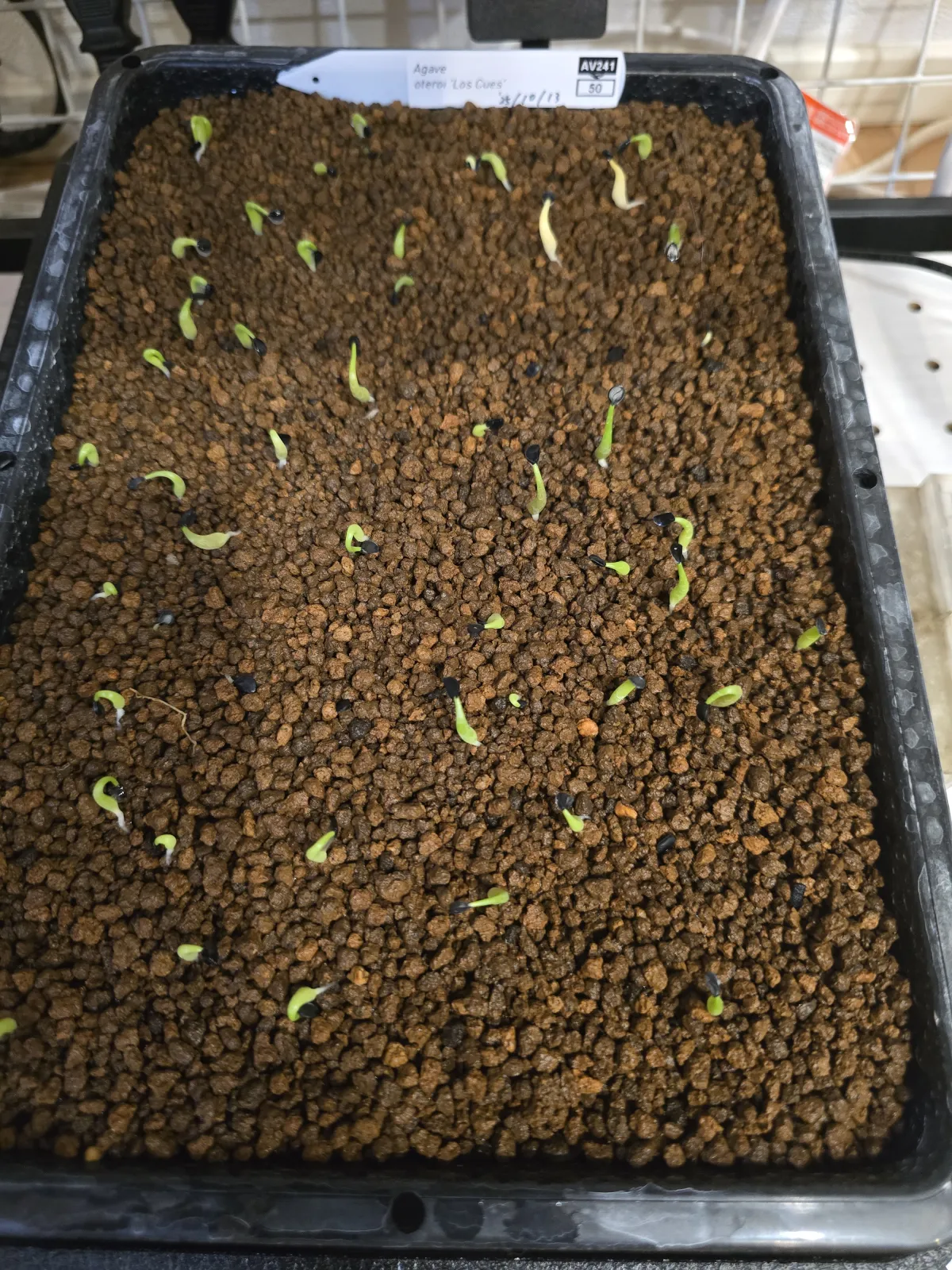 Agave oteroi 'Los Cues' (アガベ オテロイ ロス・クエス)