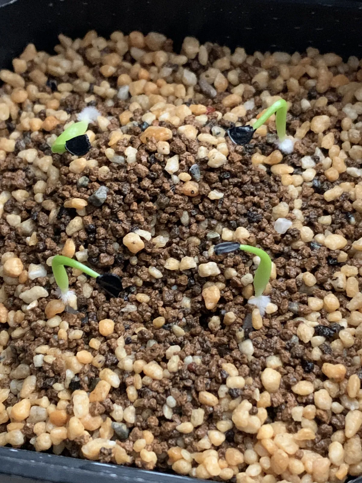 Agave utahensis var. eborispina (アガベ エボリスピナ)