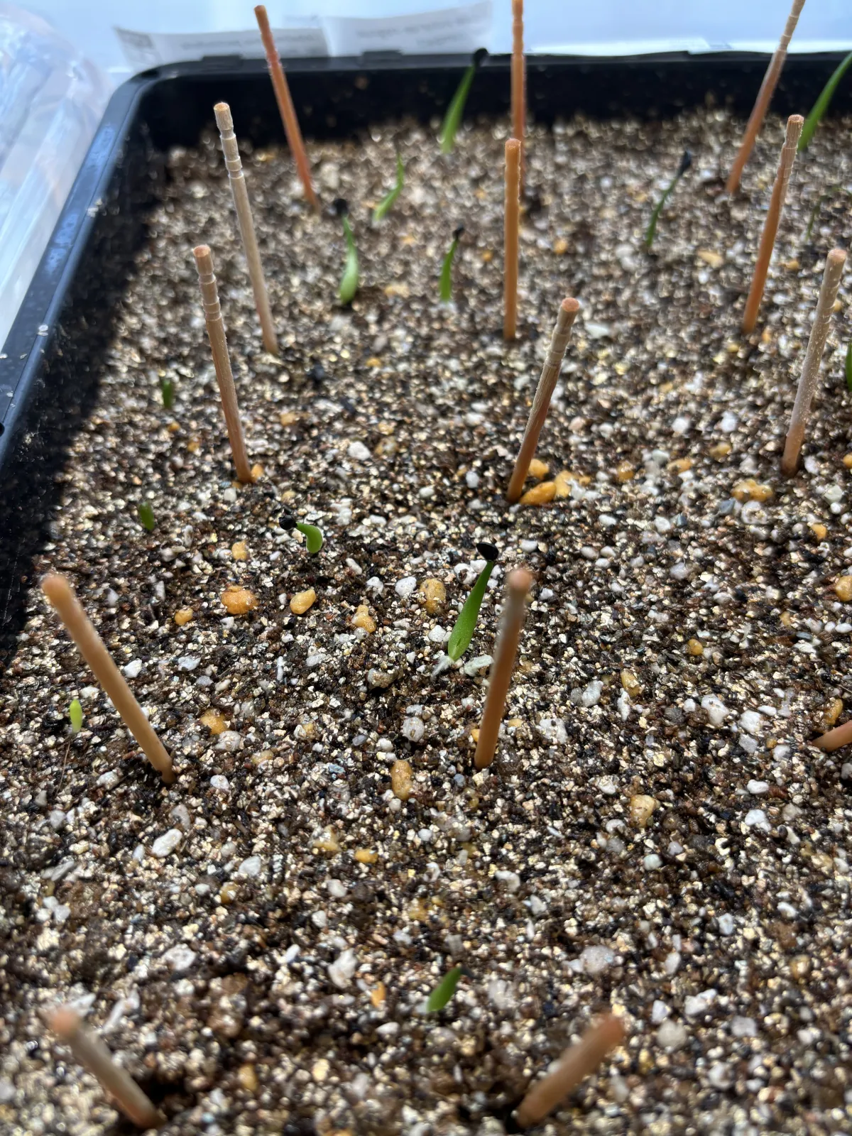 Agave victoriae-reginae Compacta (アガベ ビクトリアレジーナコンパクト)