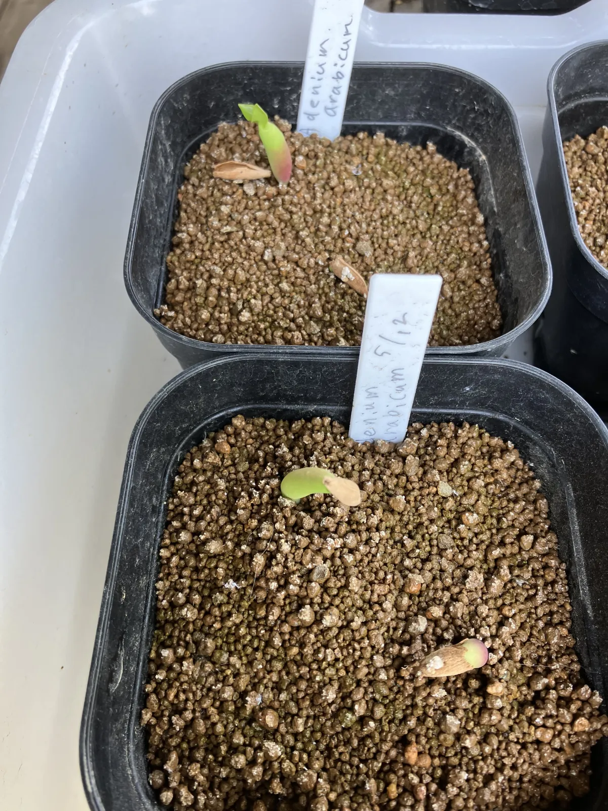 Adenium arabicum (アデニウム アラビカム)