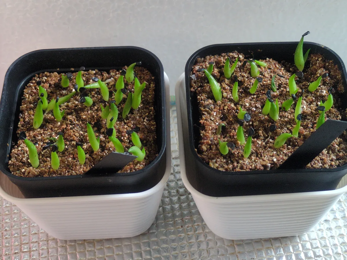 Agave oteroi (アガベ オテロイ)