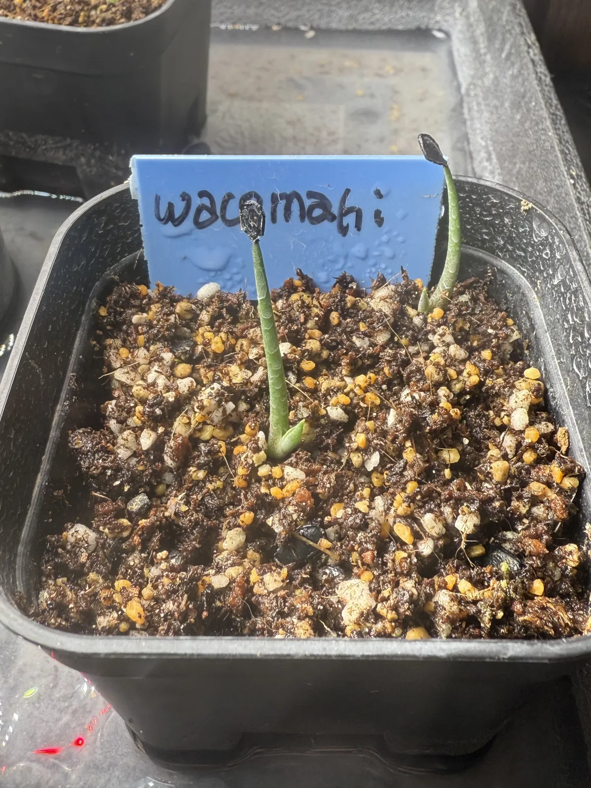 Agave wocomahi (アガベ ワコマヒー)