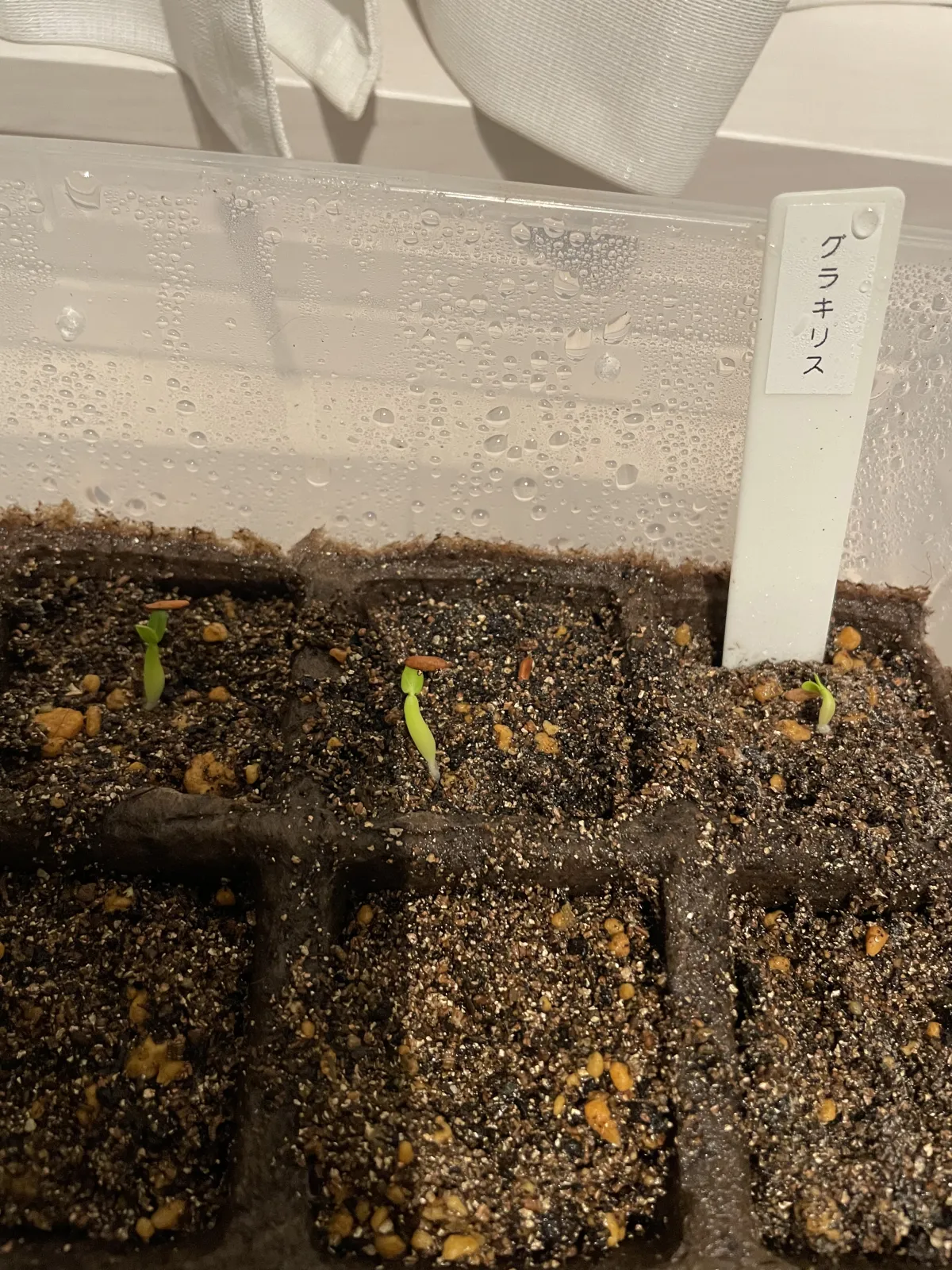 Pachypodium rosulatum var. gracilius (パキポディウム グラキリス)