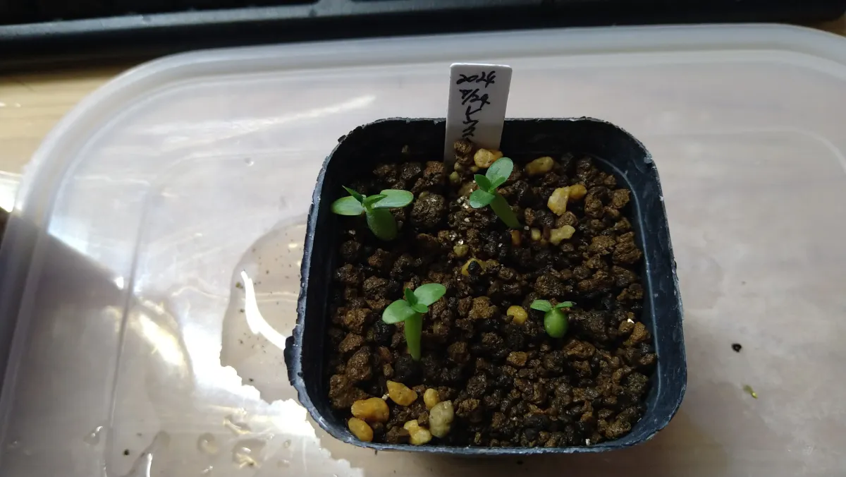 Pachypodium brevicaule subsp. leucoxanthum (パキポディウム レウコキサンツム)