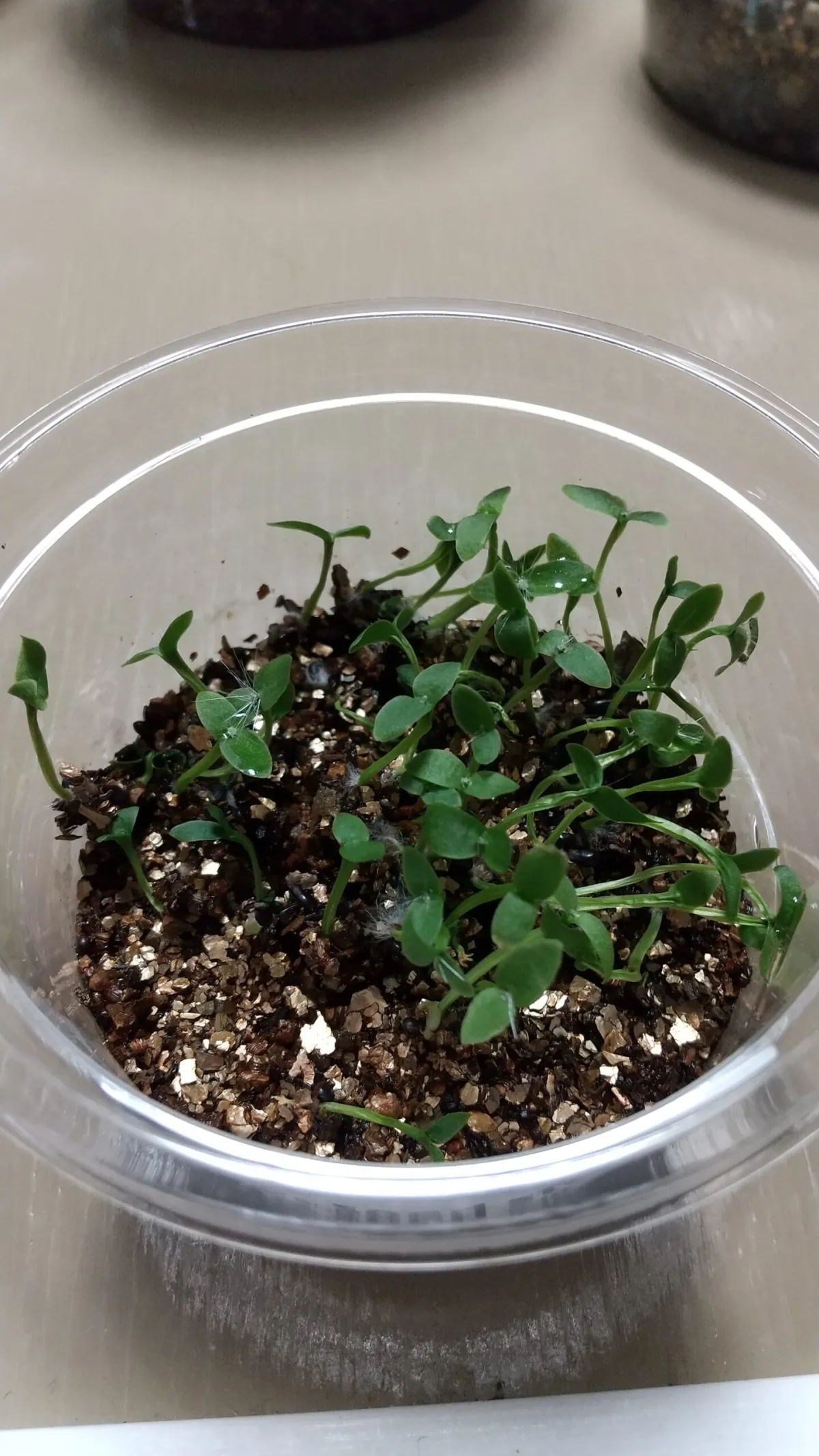 Hylocereus costaricensis (レッドドラゴンフルーツ)