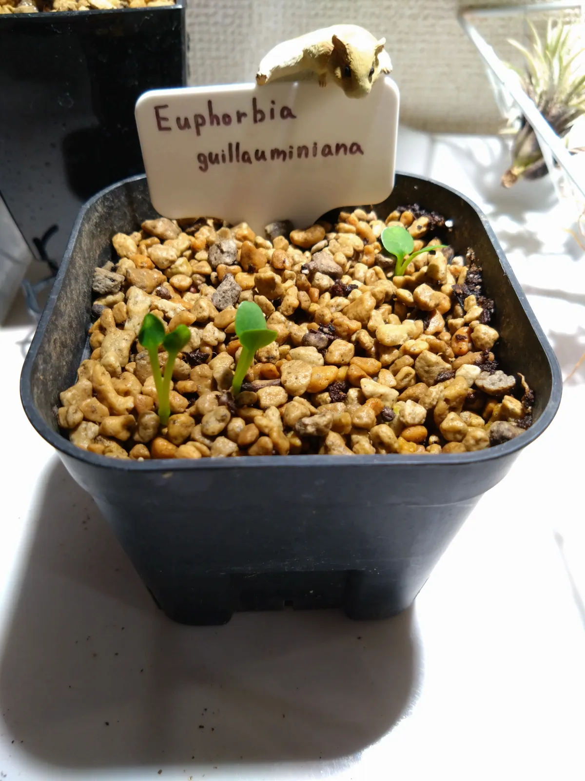 Euphorbia guillauminiana (ユーフォルビア ギラウミニアナ)