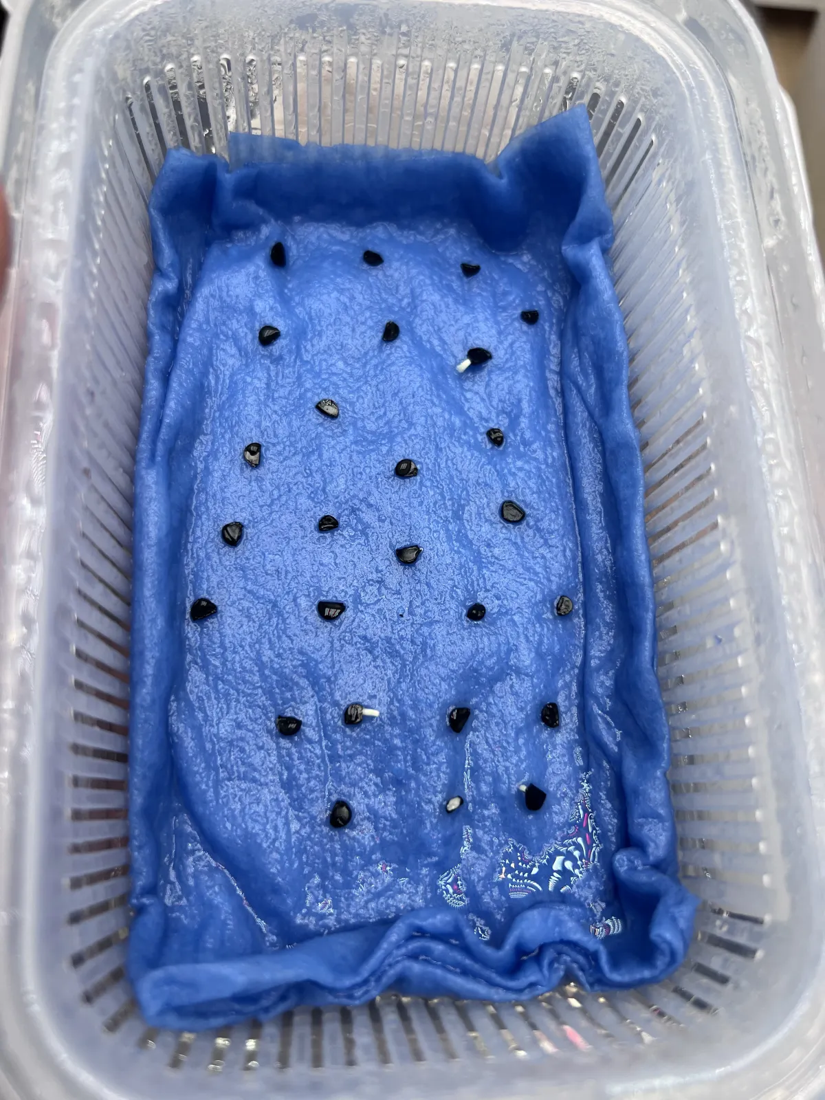 Agave titanota (アガベ チタノタ ドワーフ)