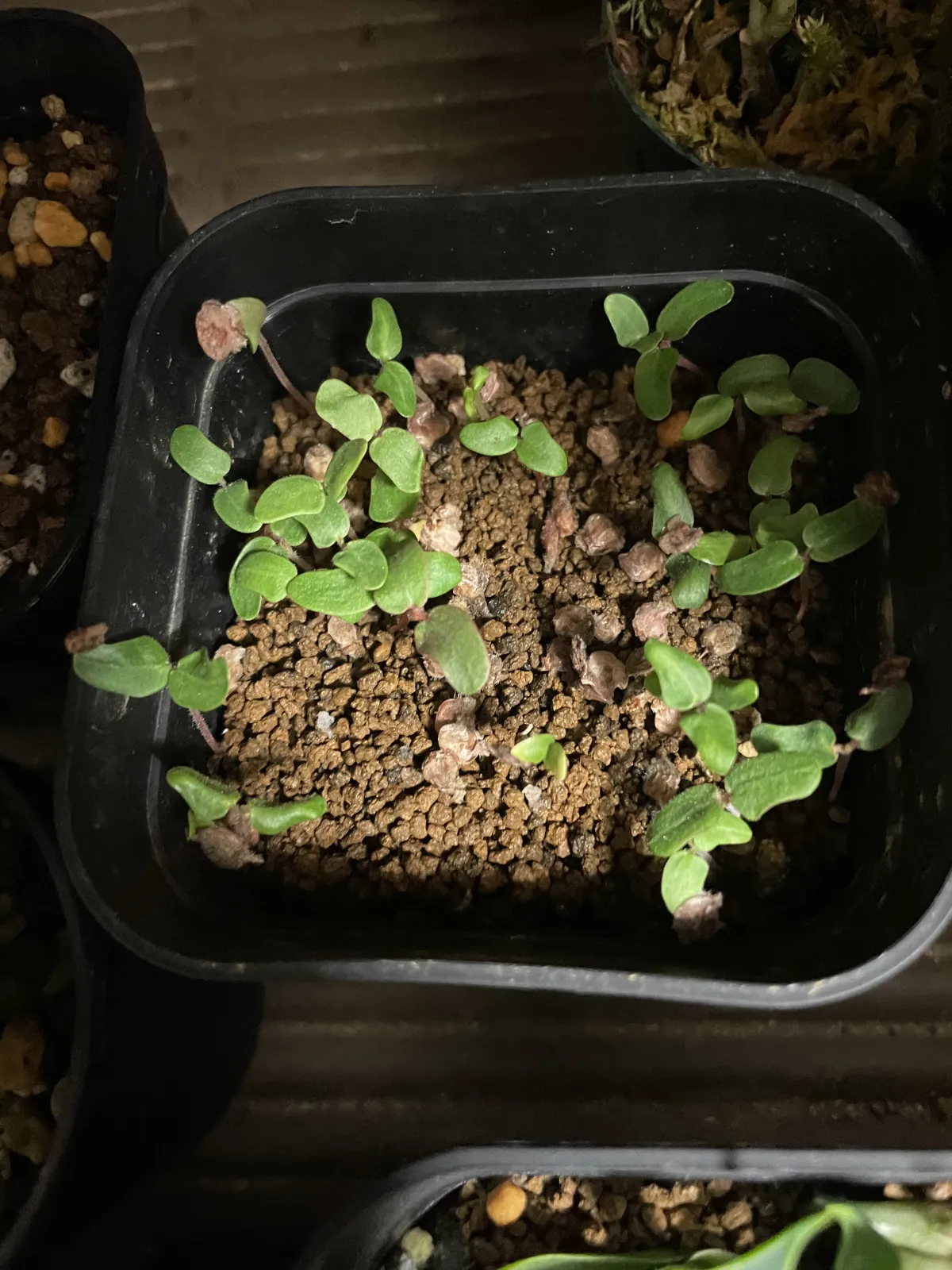 Pachycormus discolor (パキコルムス ディスカラー)