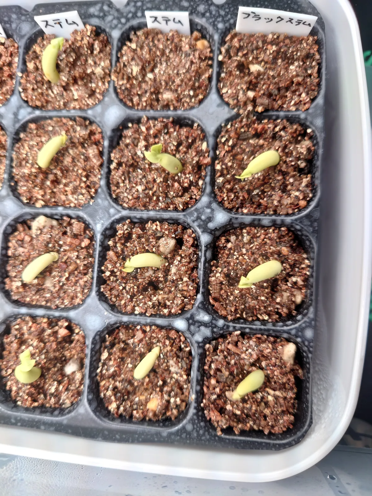 Adenium arabicum Black Stem (アデニウム アラビカム ブラックステム)