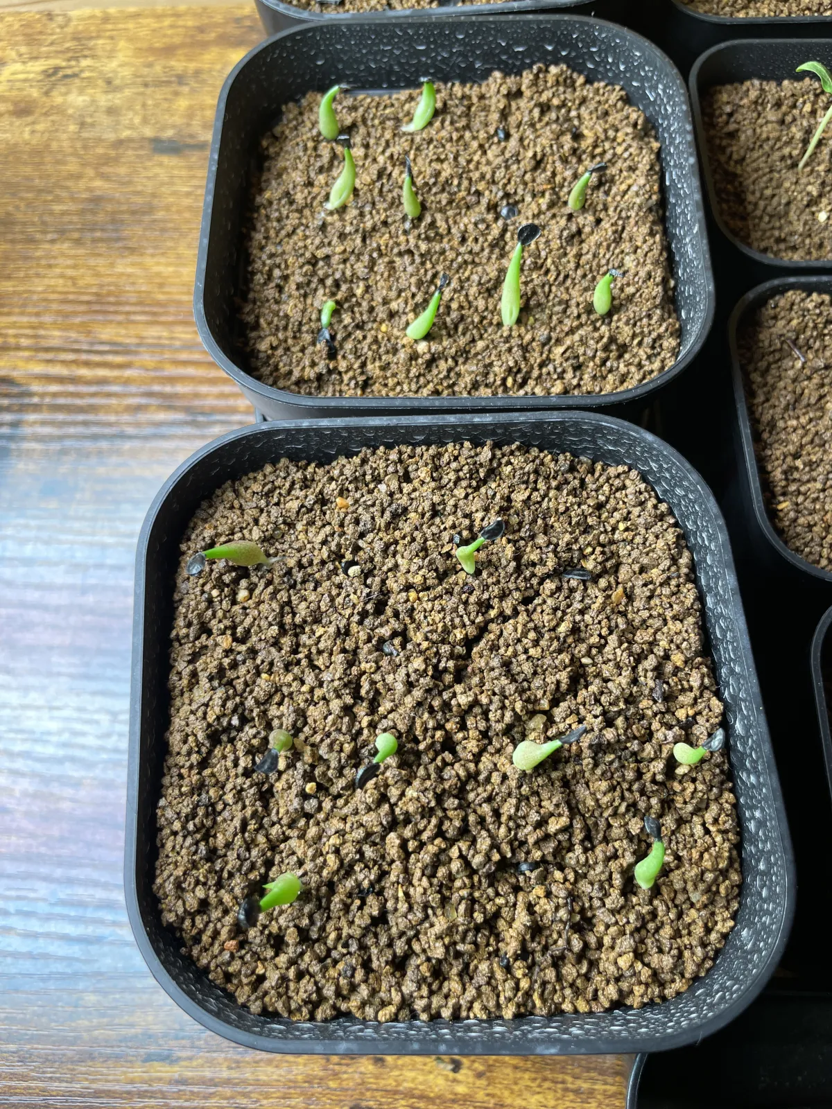 Agave oteroi (アガベ オテロイ)