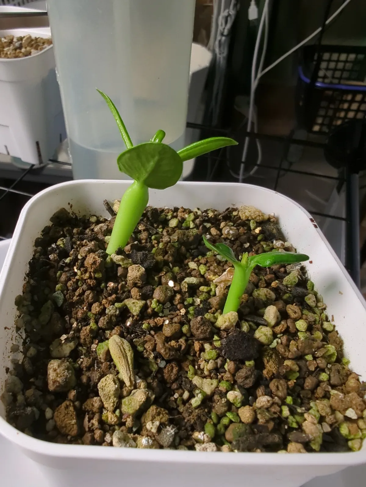 Pachypodium menabeum (パキポディウム メナベウム)