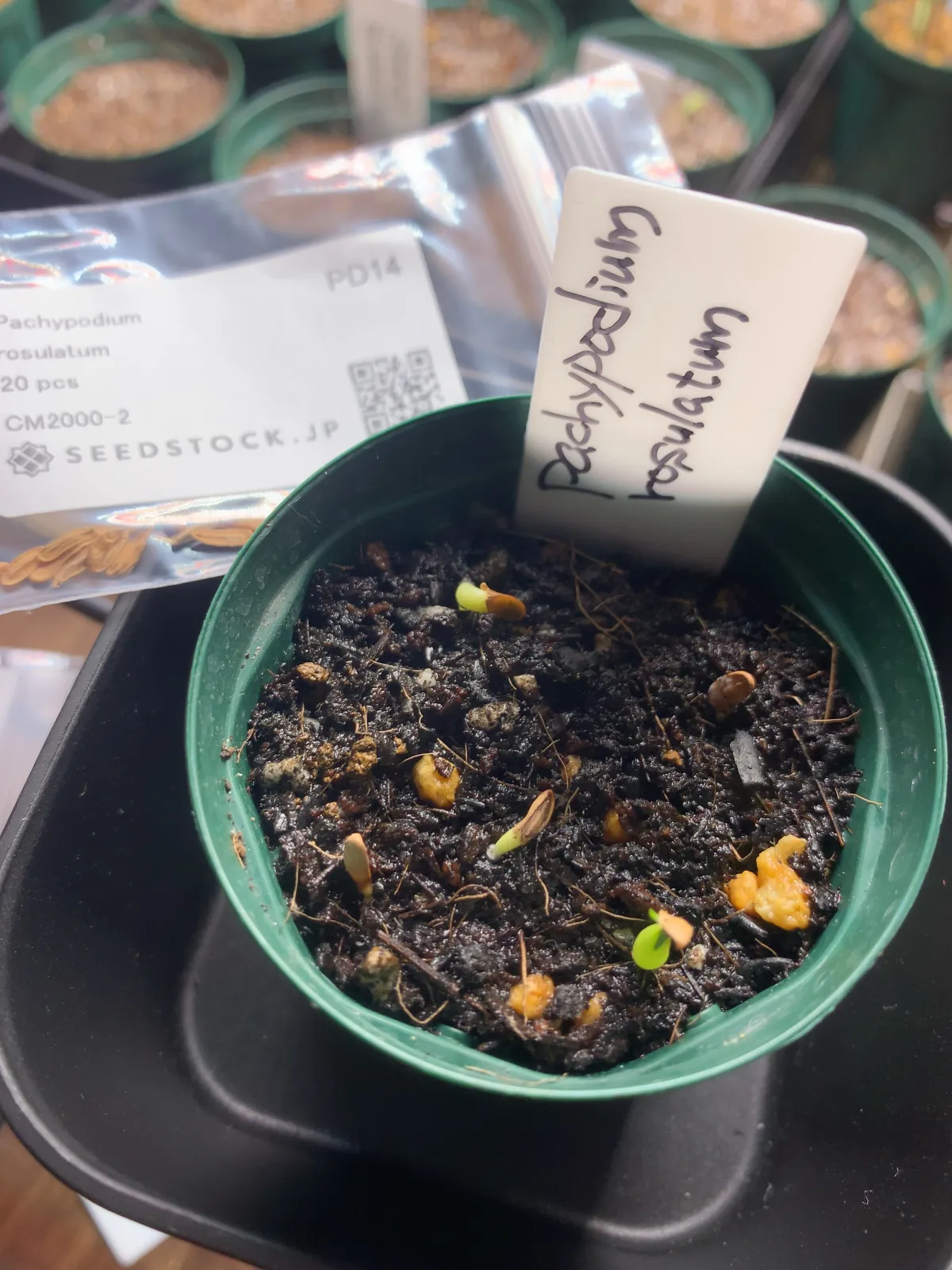 Pachypodium rosulatum (パキポディウム ロスラーツム)