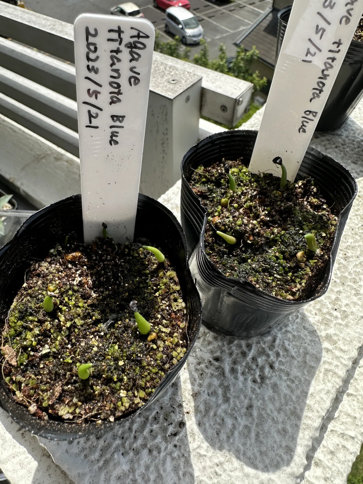 Agave titanota 'Blue' (アガベ チタノタブルー)