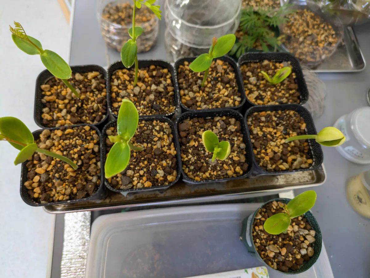 Delonix pumila (デロニクス プミラ)