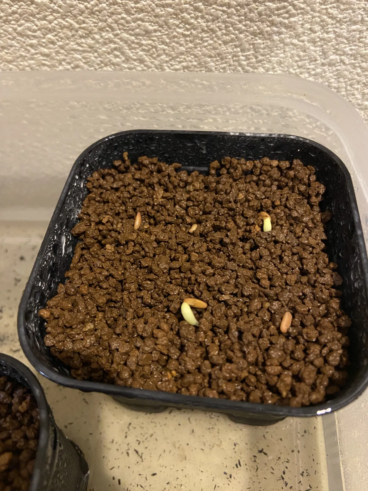 Pachypodium rosulatum var. gracilius (パキポディウム グラキリス)