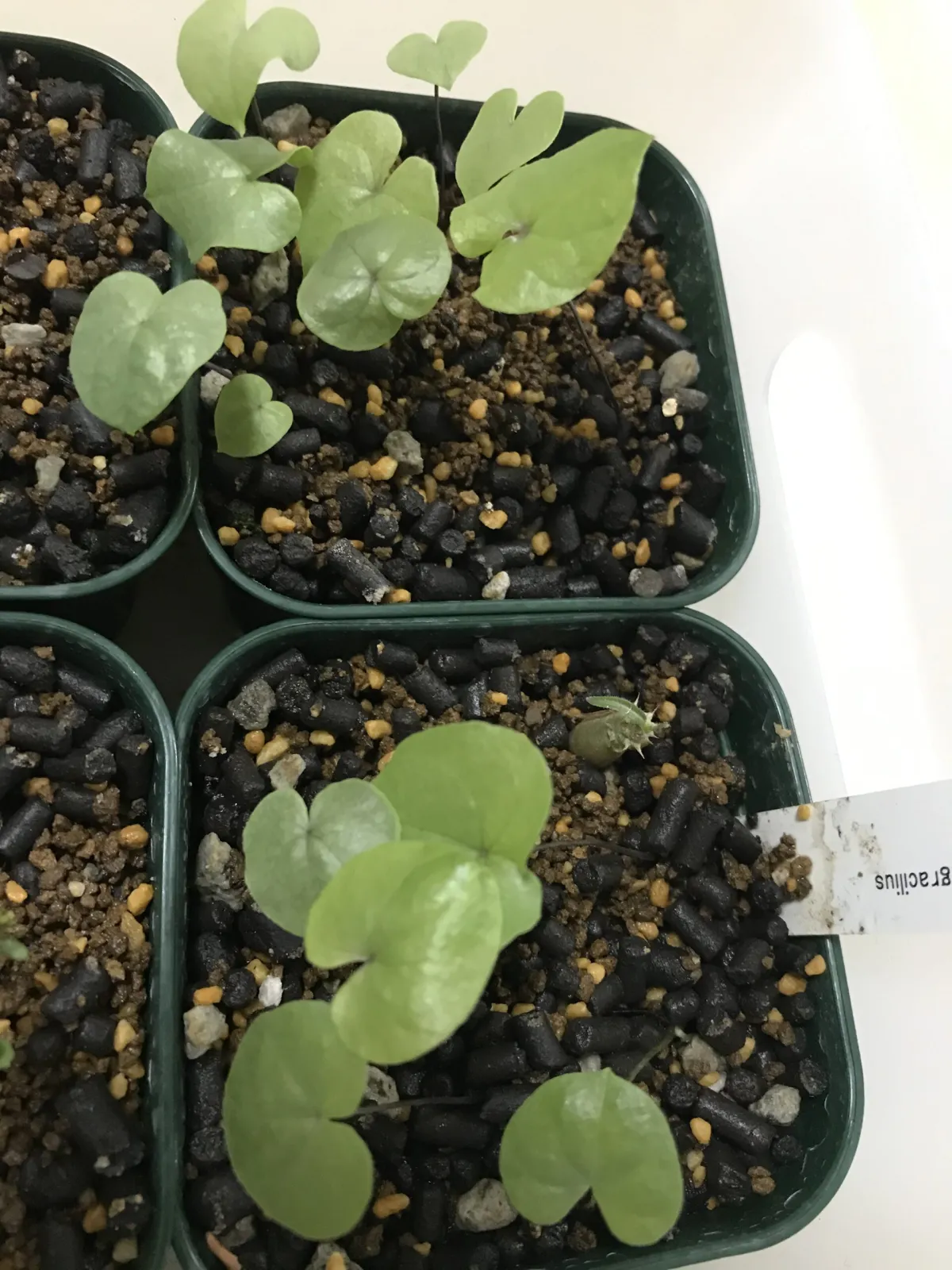 Dioscorea elephantipes (ディオスコレア エレファンティペス アフリカ亀甲竜)