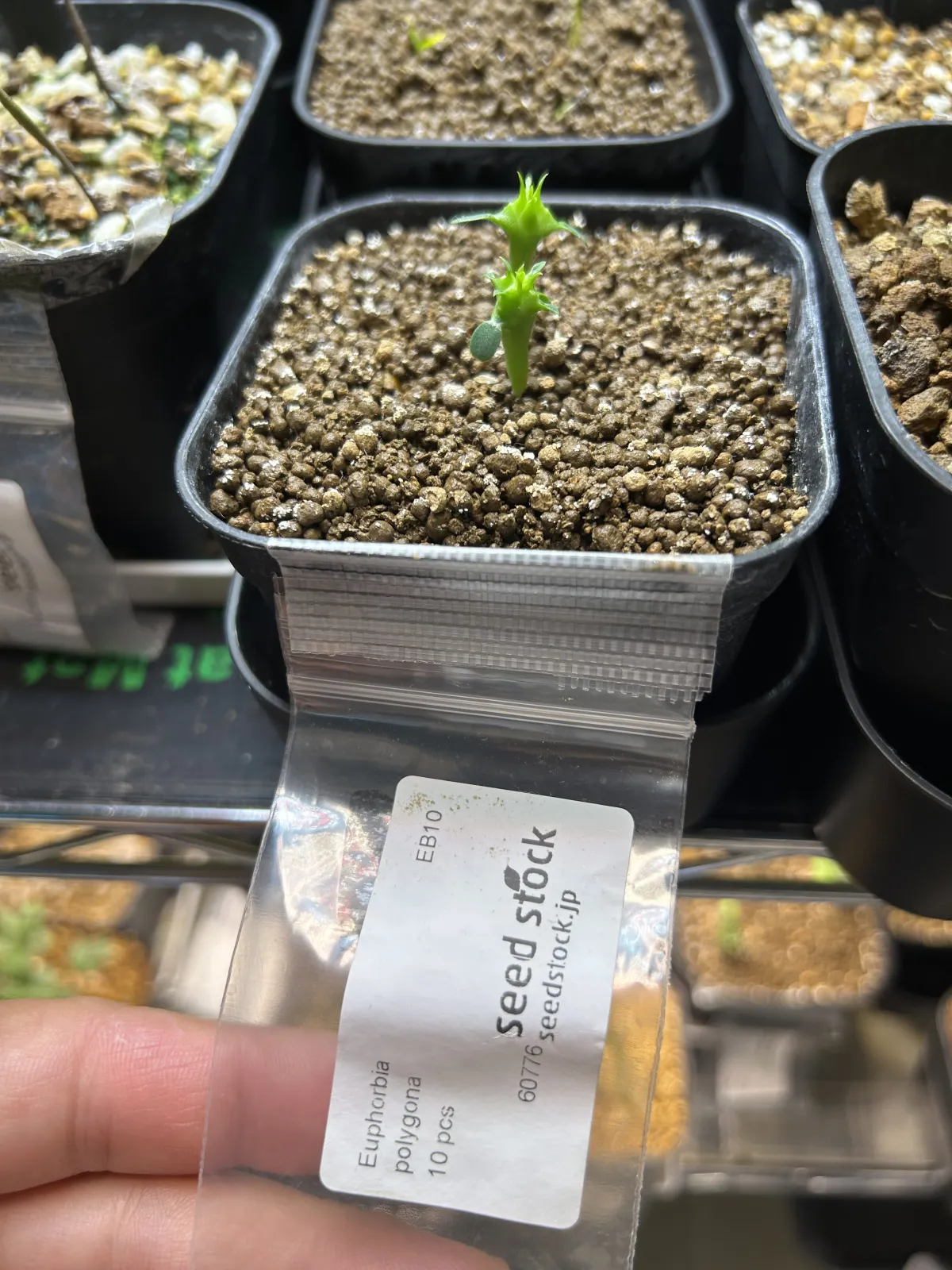 Euphorbia polygona (ユーフォルビア ポリゴナ)