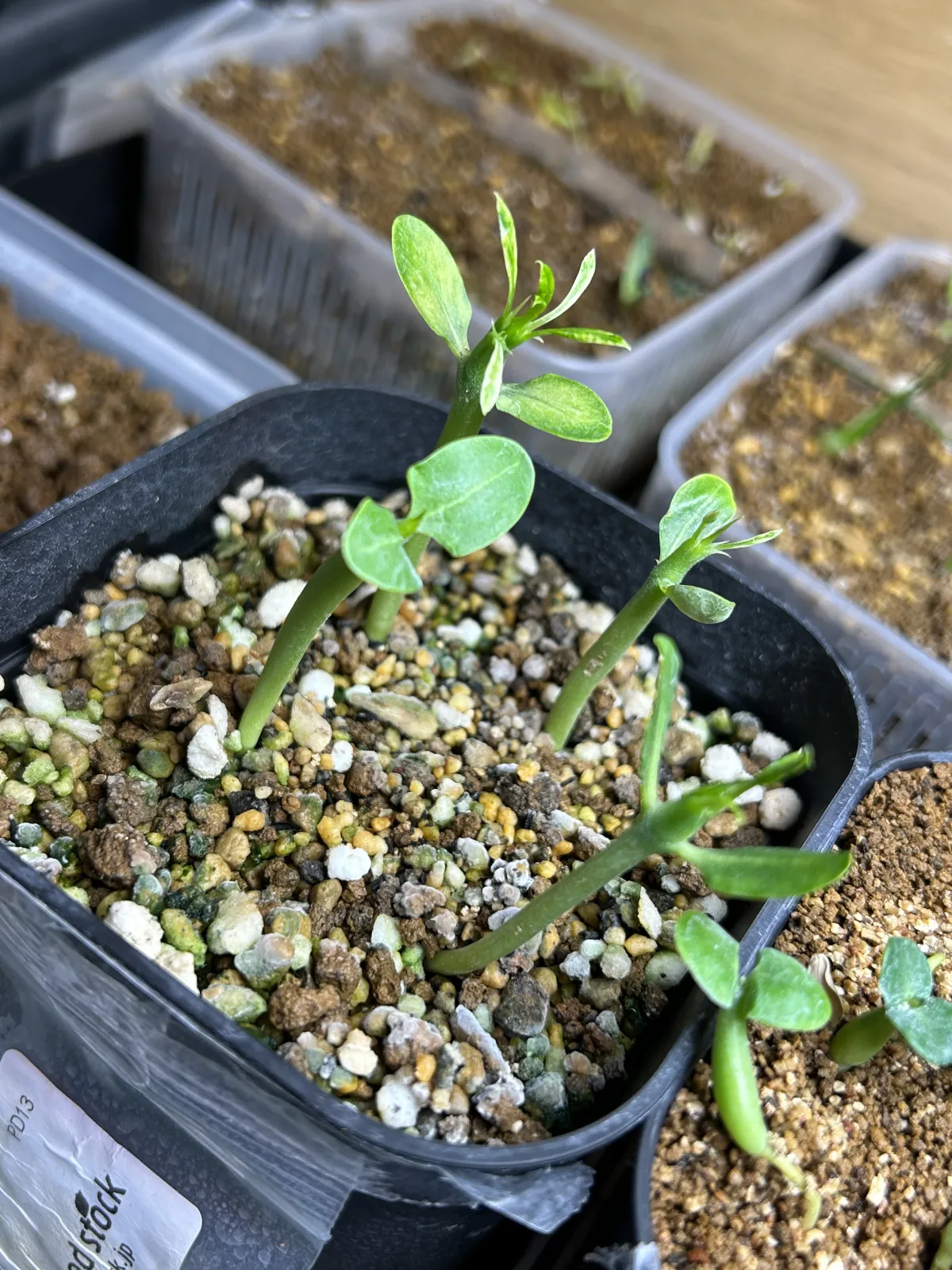 Pachypodium lamerei (パキポディウム ラメレイ 夢叶棒)