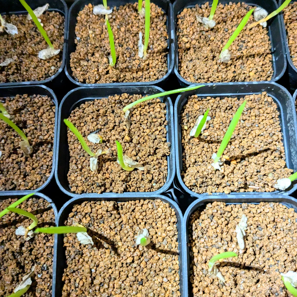 Aloe suzannae (アロエ スザンナエ)