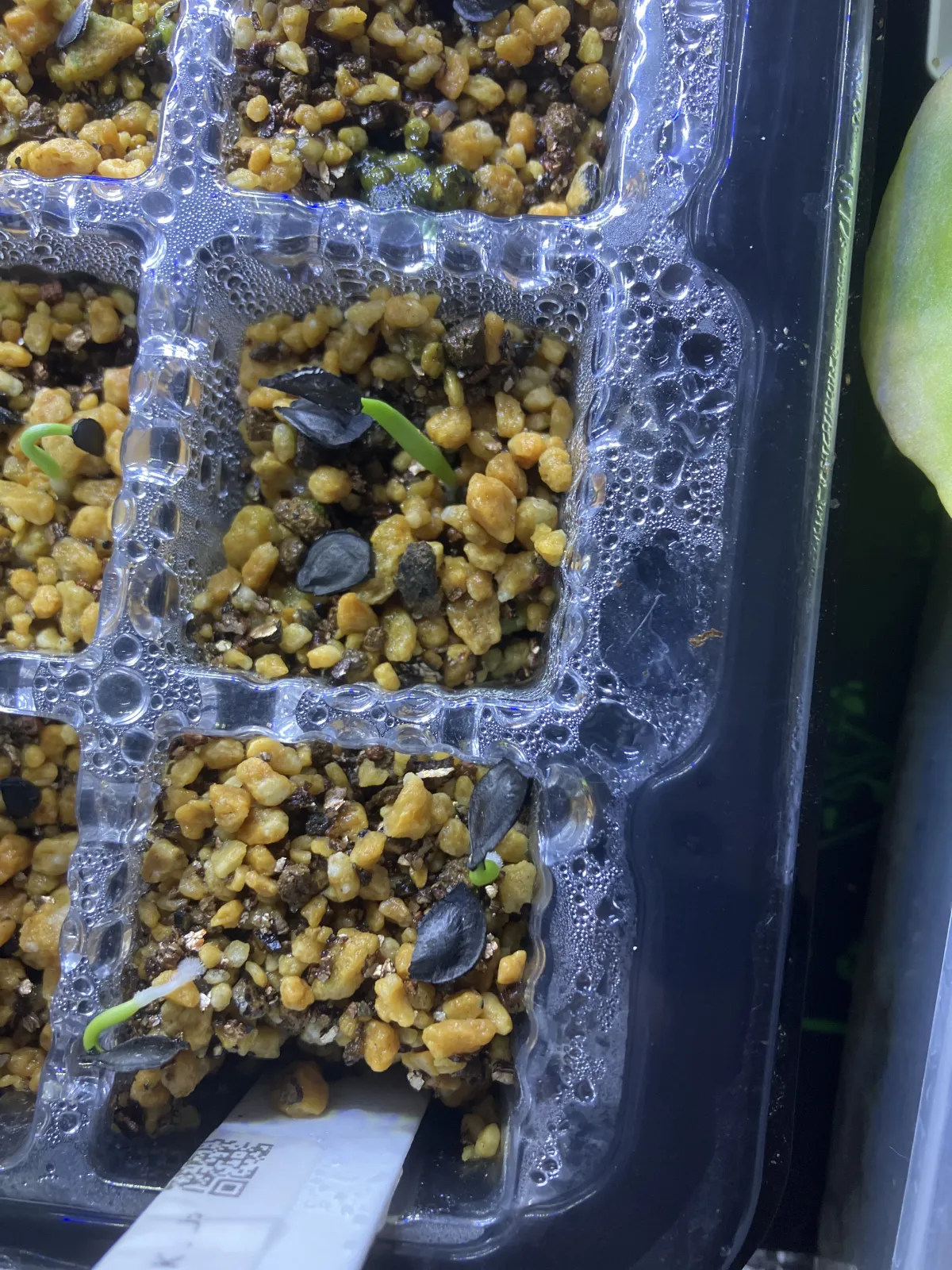 Agave angustifolia Marginata (アガベ アンガスティフォリア バリエガータ)