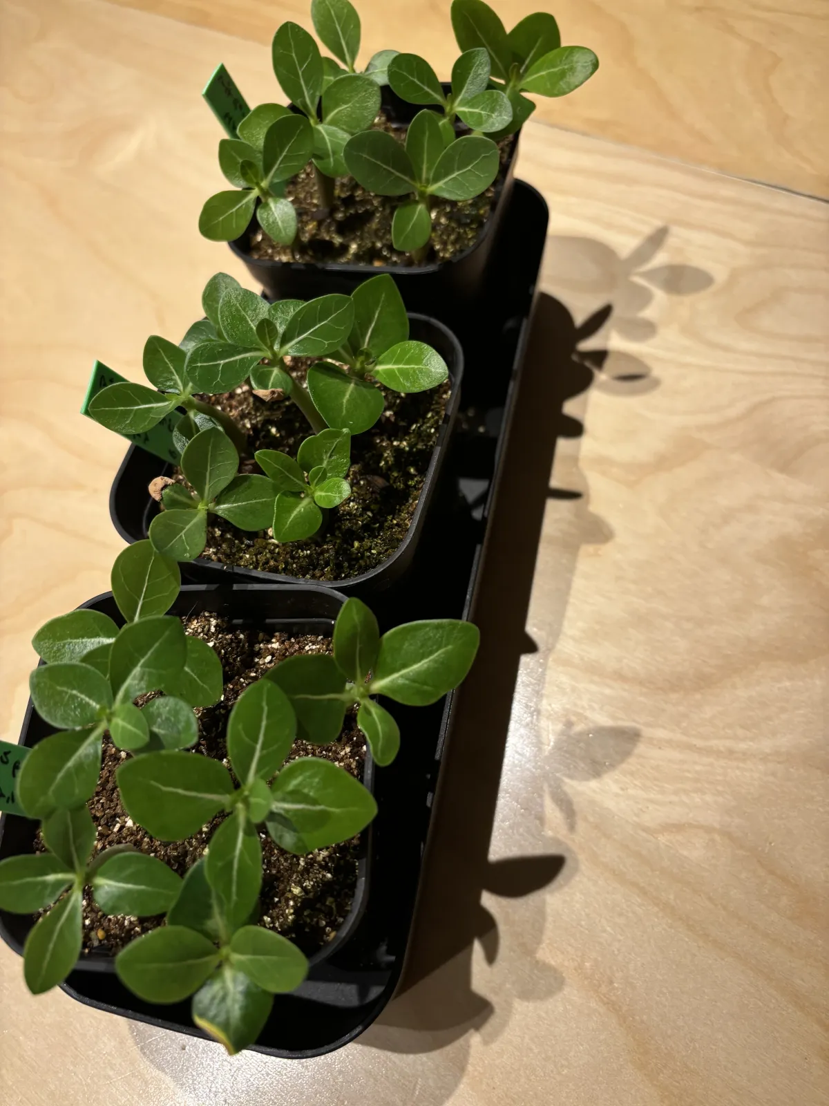 Adenium arabicum (アデニウム エイリアン)