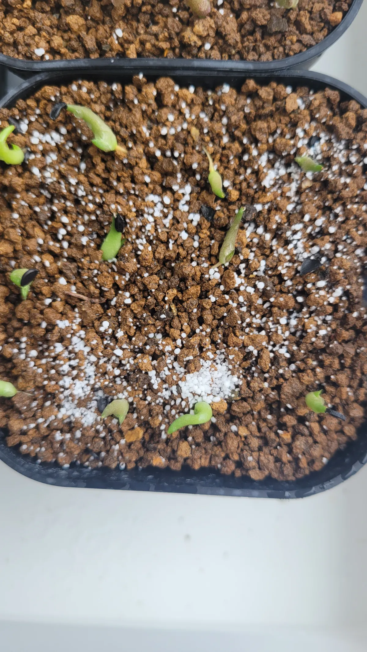 Agave victoriae-reginae (アガベ ビクトリアレジーナエ 笹の雪)