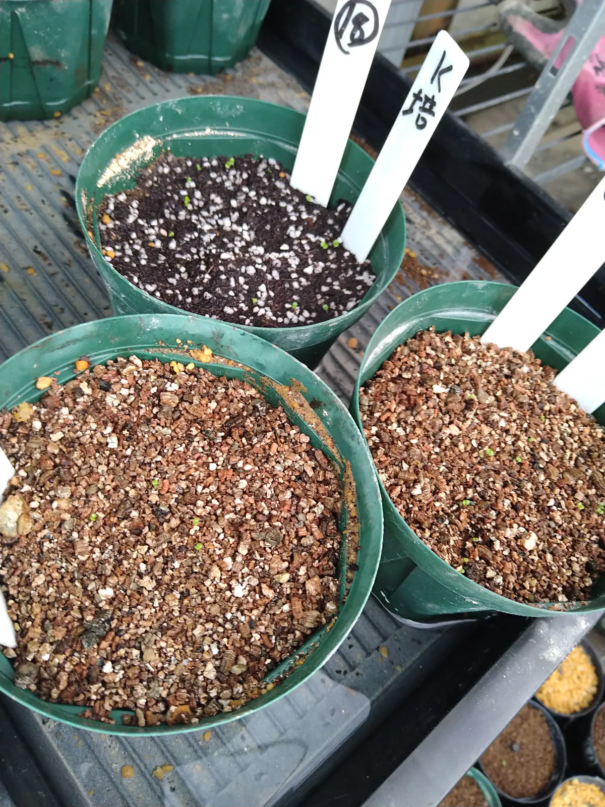 Tylecodon wallichii (ティレコドン ワリチー)