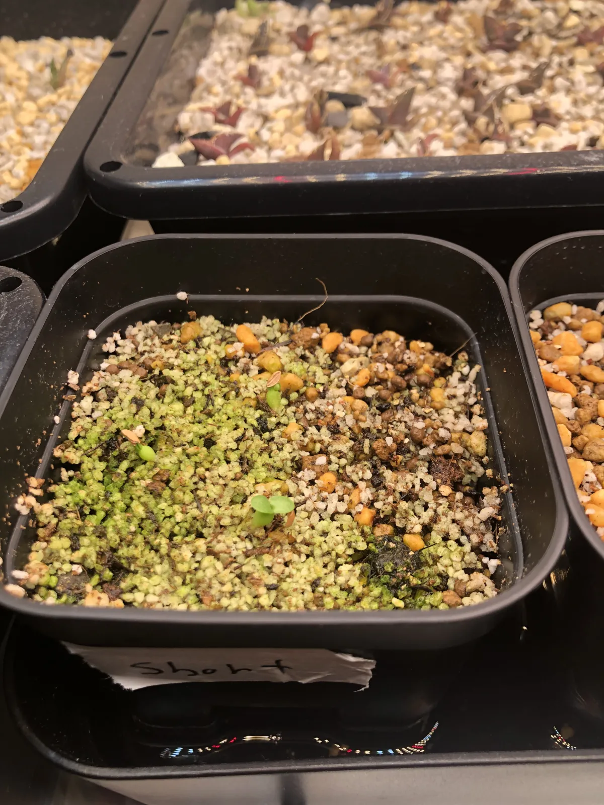 Pachypodium brevicaule (パキポディウム ブレビカウレ（短茎） ())