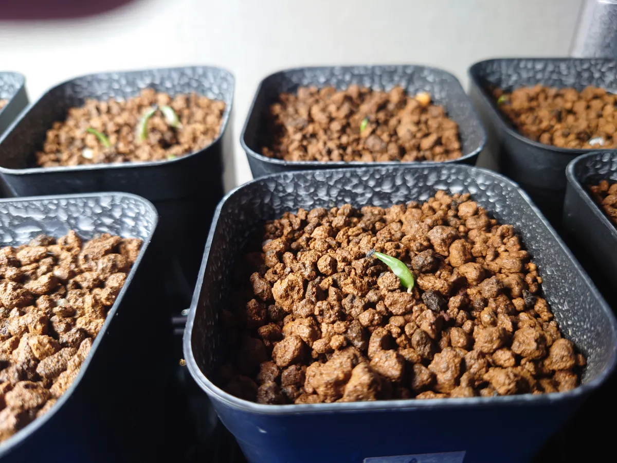 Agave victoriae-reginae ssp. swobodae 'Compacta' (アガベ スワボダエ コンパクタ‘’)