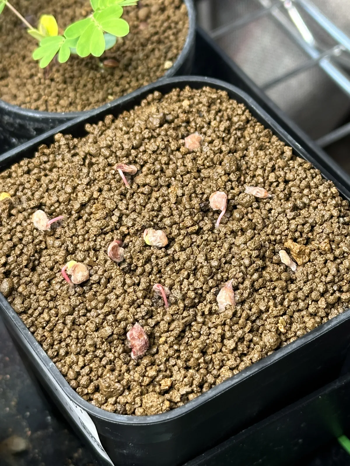 Pachycormus discolor (パキコルムス ディスカラー)