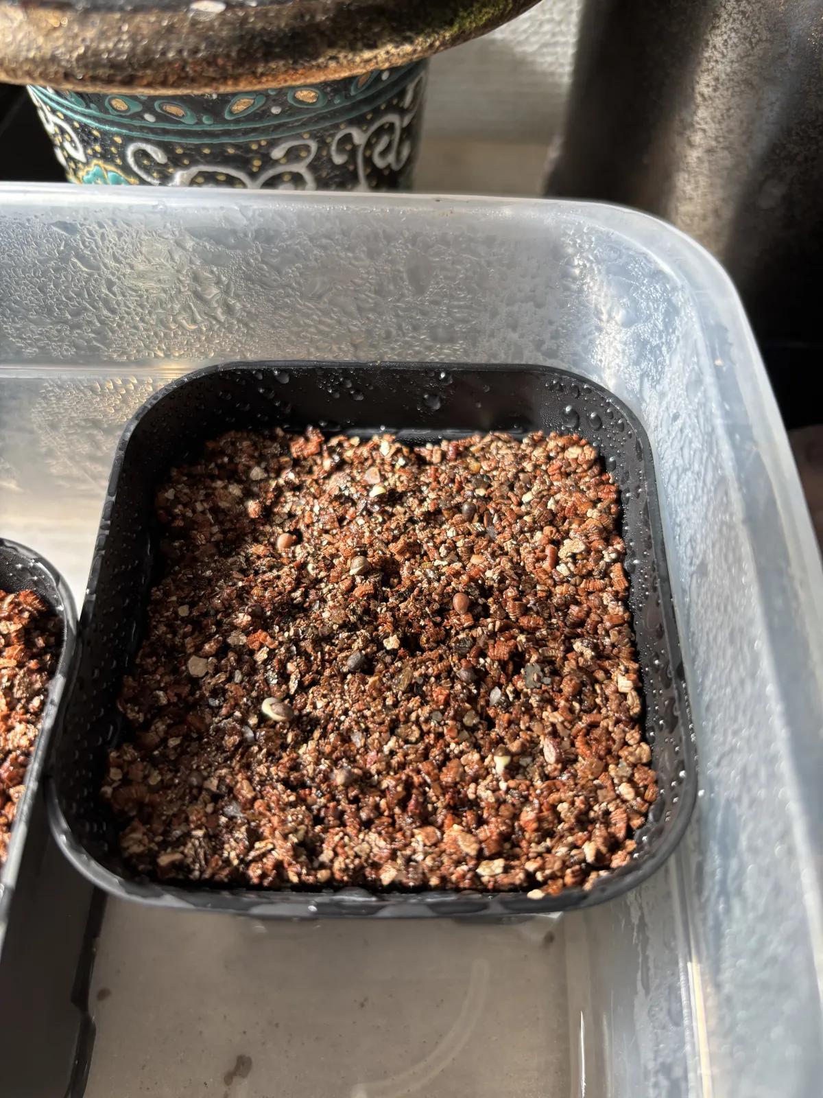 Euphorbia enopla (ユーフォルビア エノプラ 紅彩閣)