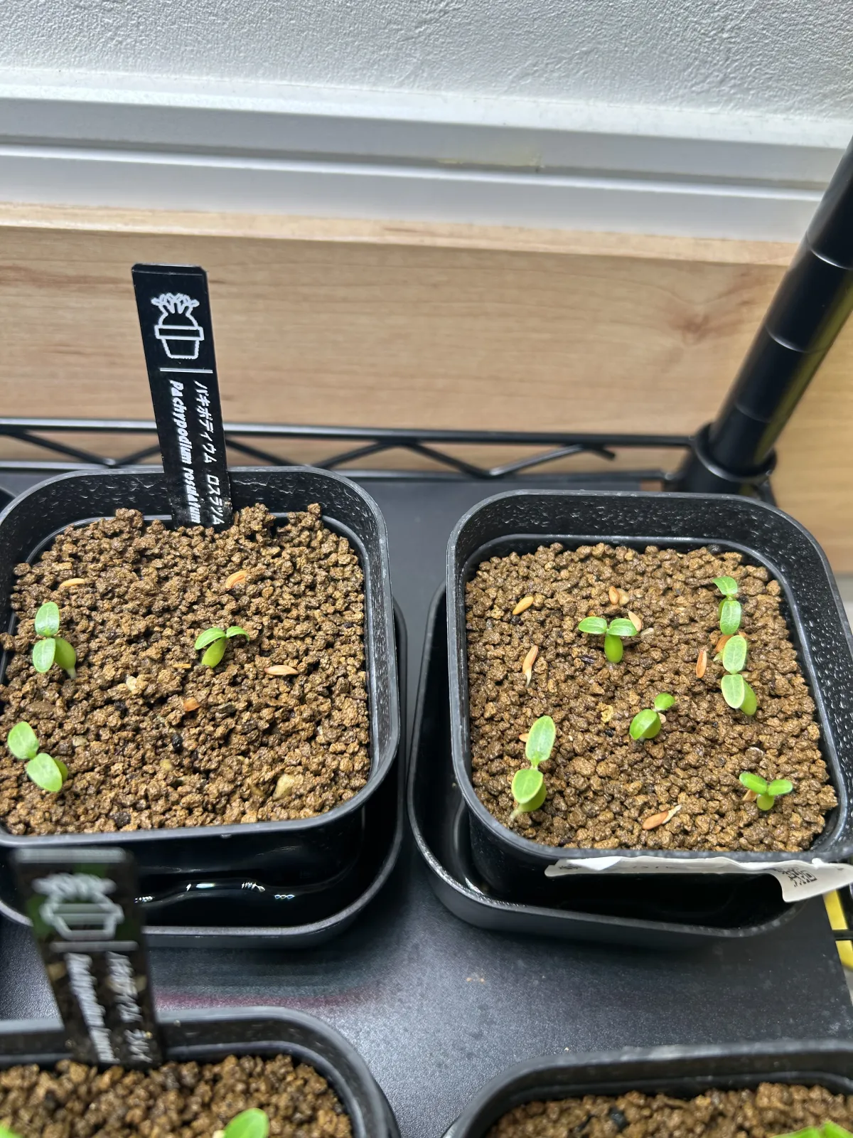 Pachypodium rosulatum (パキポディウム ロスラーツム)