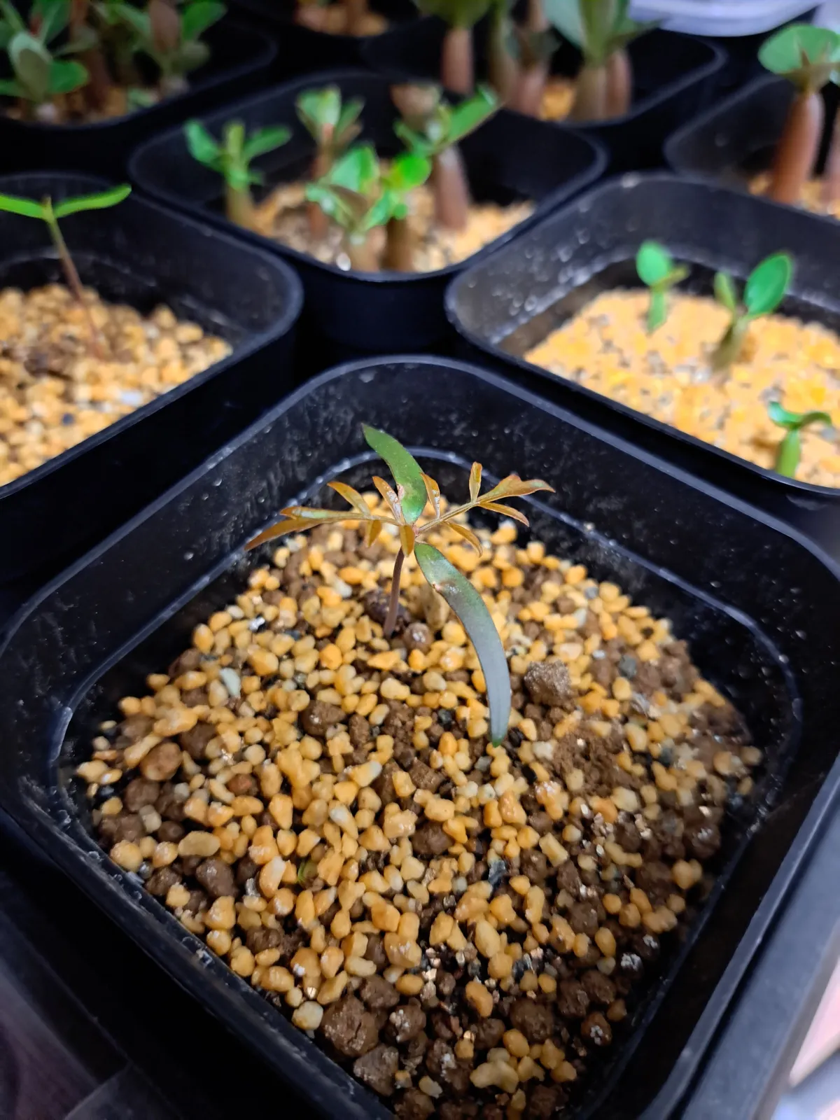 Operculicarya pachypus (オペルクリカリア パキプス)