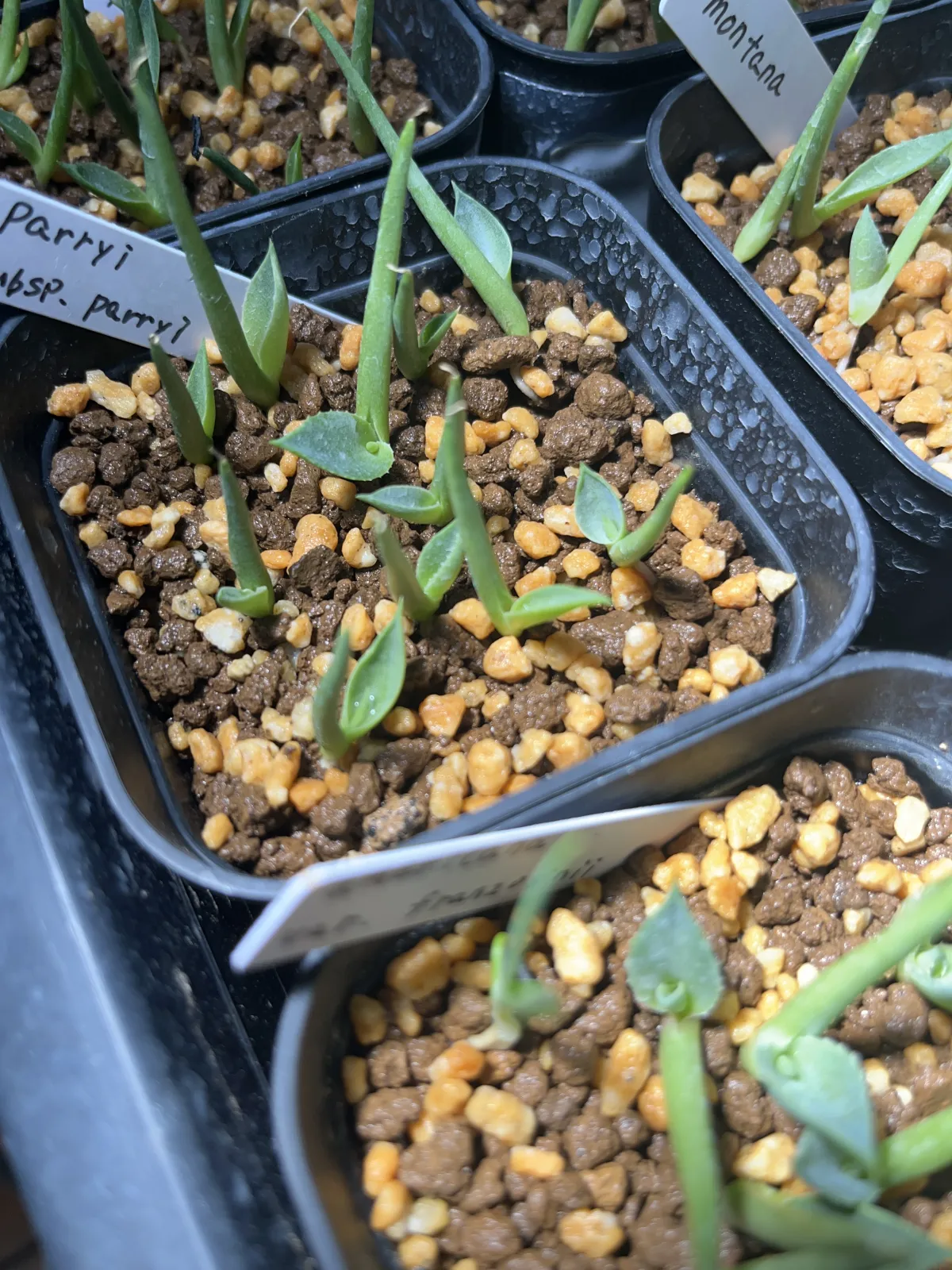 Agave parryi subsp. parryi (アガベ パリー)