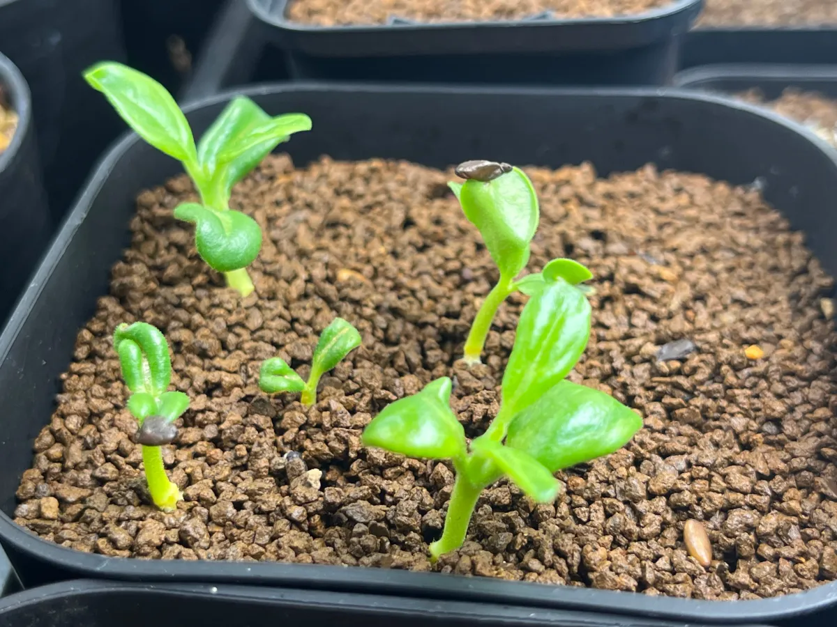 Pterodiscus makatiniensis (プテロディスクス マカチニエンシス)