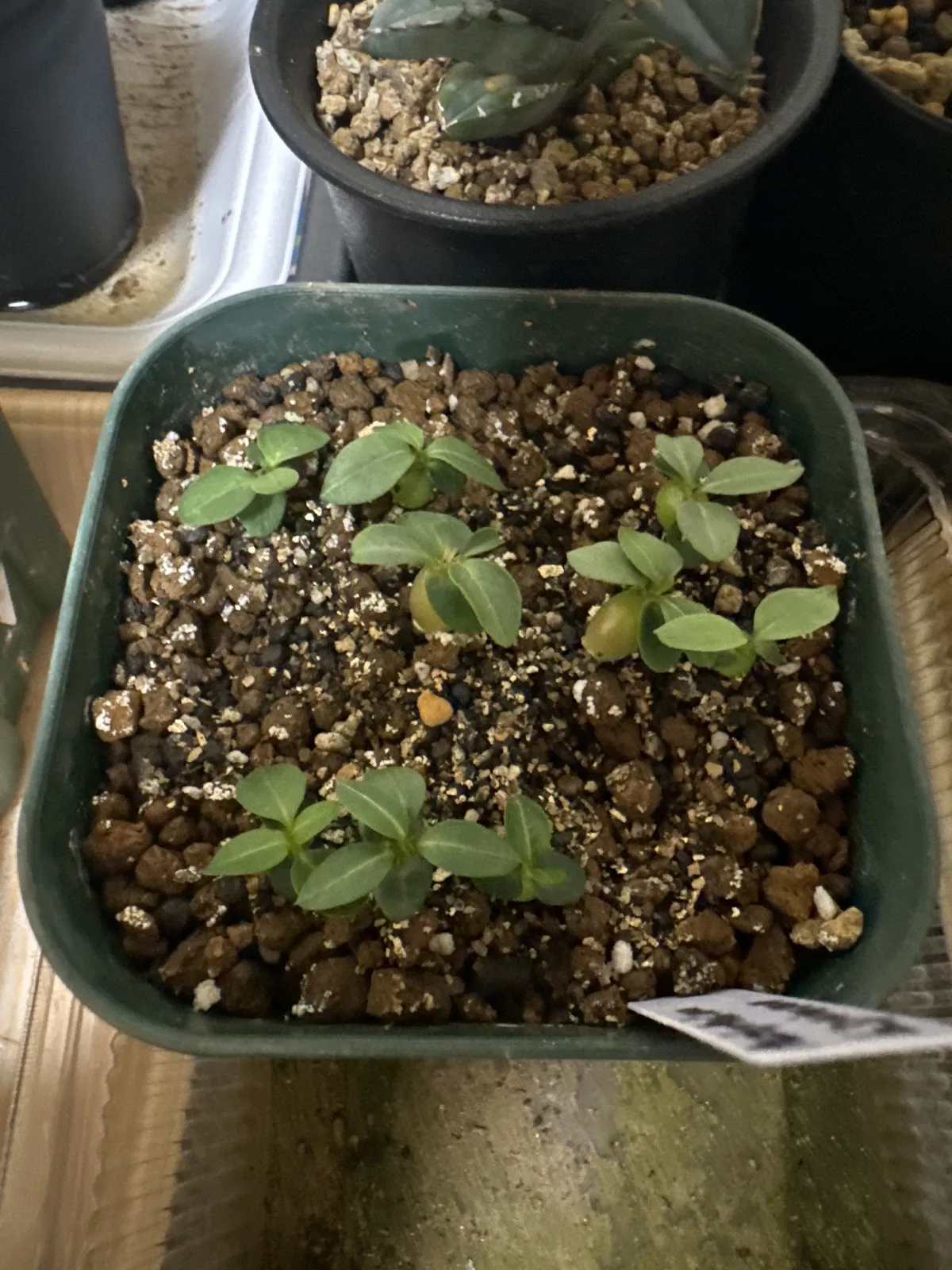 Pachypodium bispinosum (パキポディウム ビスピノーサム)