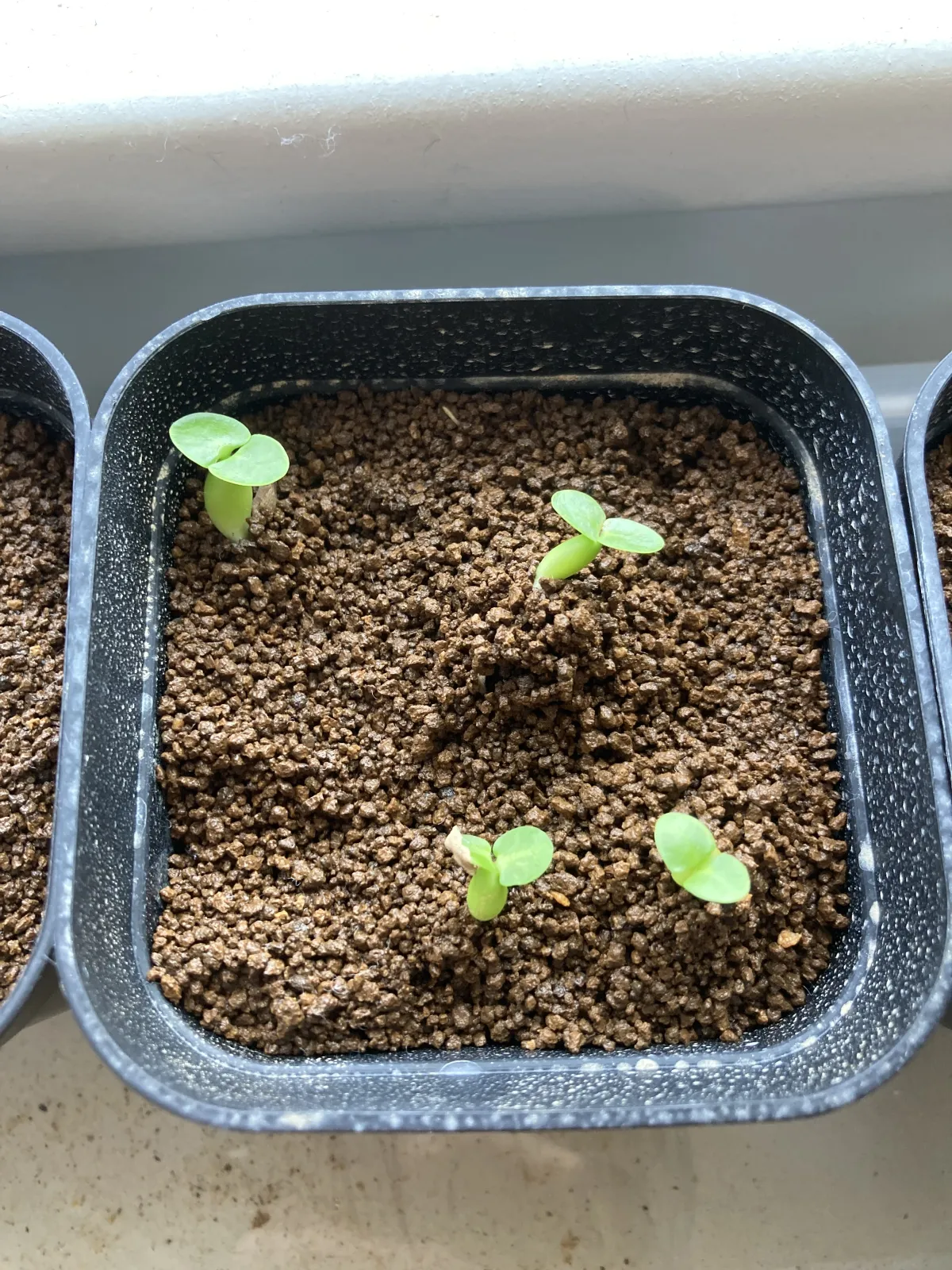 Pachypodium succulentum (パキポディウム サキュレンタム 天馬空)