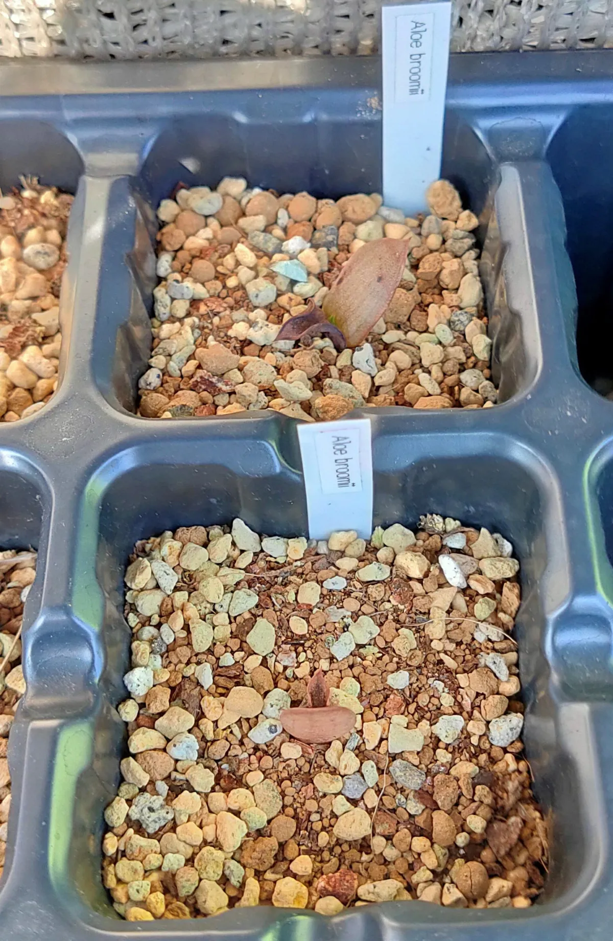 Aloe broomii (アロエ ブルーミー)