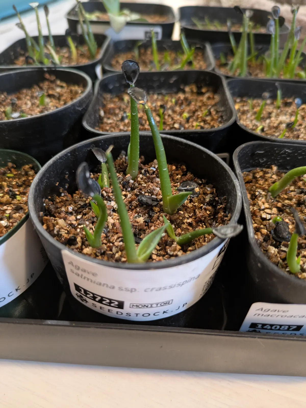 Agave crassispina subsp. crassispina (アガベ サルミアナ クラシスピナ)