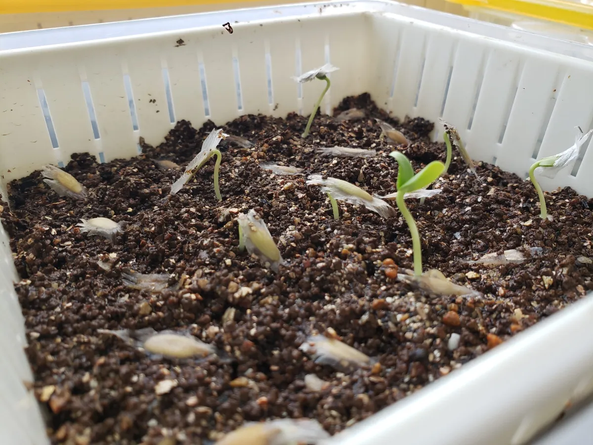 Fouquieria formosa (フォークイエリア フォルモサ)