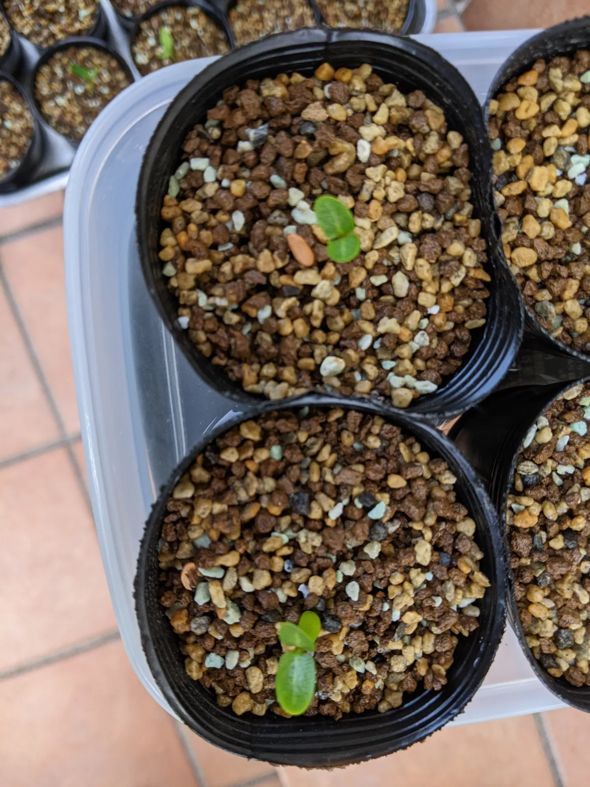 Pachypodium rosulatum var. inopinatum (パキポディウム イノピナツム)