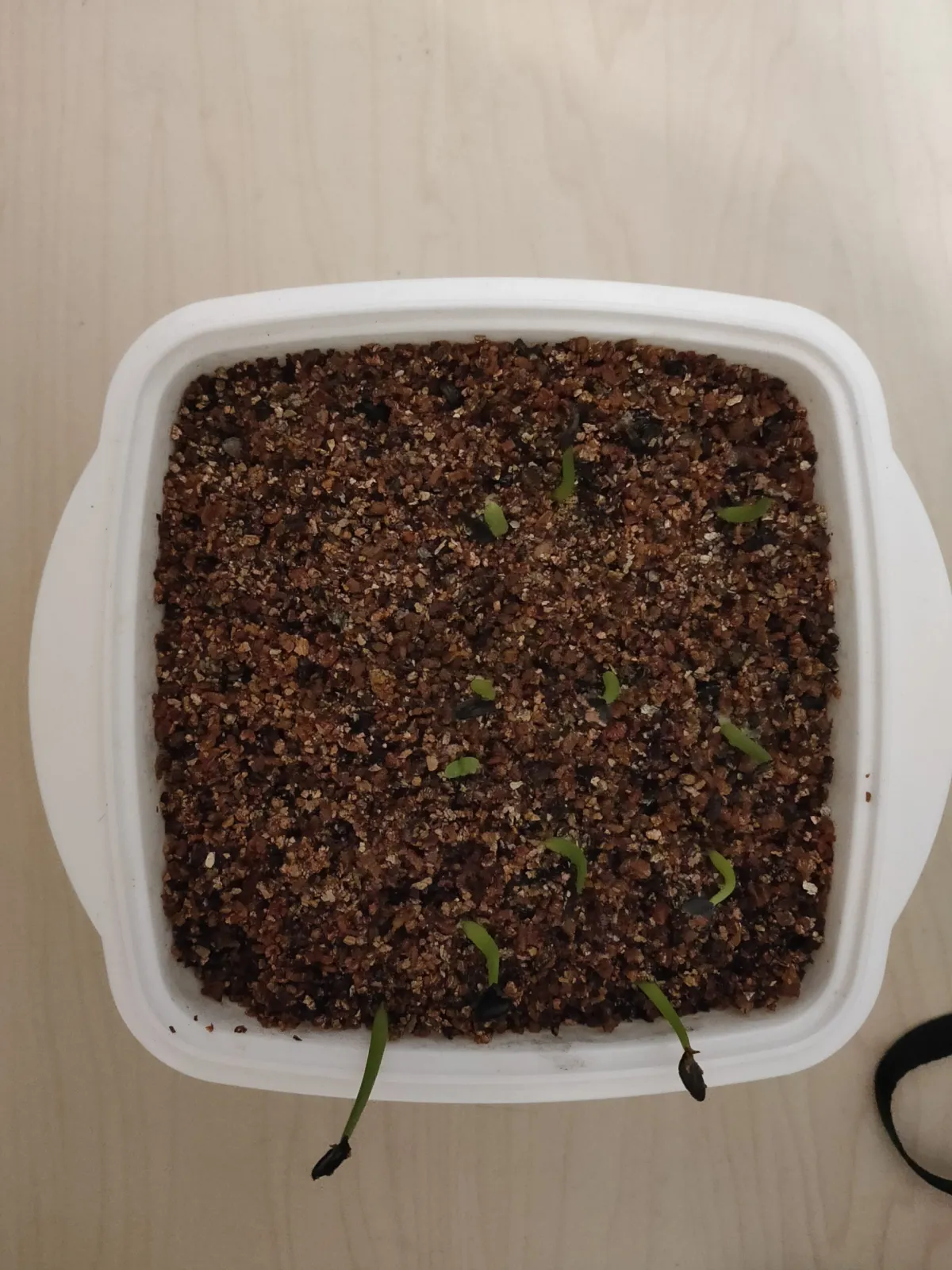 Agave gentryi La Escondida (アガベ ジェントリー ラ・エスコンディーダ)