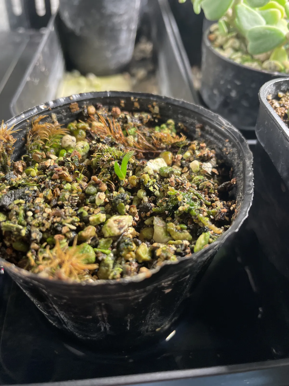 Aloe polyphylla (アロエ ポリフィラ)