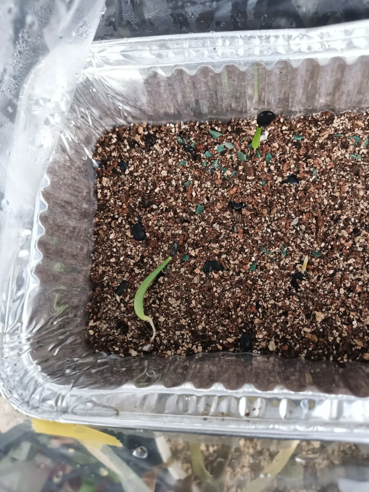 Agave gracilipes (アガベ グラシリペス)