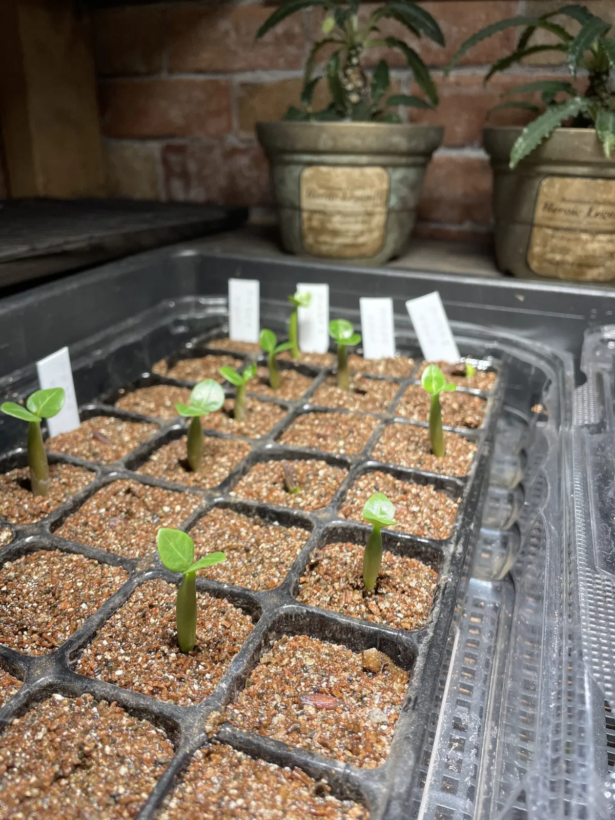 Adenium arabicum (アデニウム アラビカム イエメン)